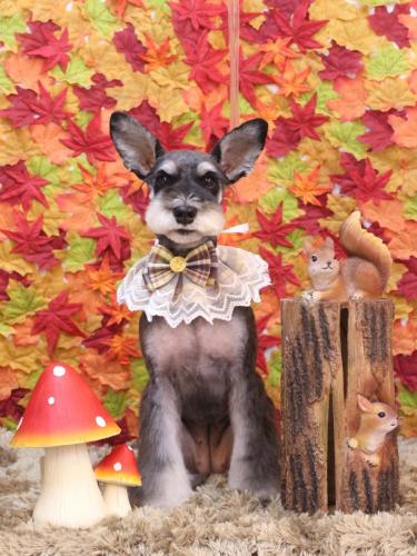 20241109ニーナちゃん